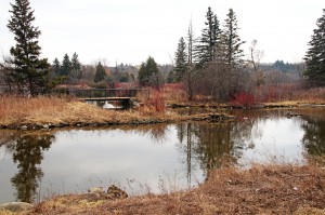 Early Spring At The Park
